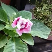 生ハムメロンの画像