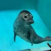 BASE◡̈ プロフ確認願います
