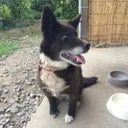 ゴマちゃん