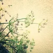 ruruの画像