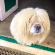 ゆきえの画像