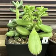 ひろんの画像