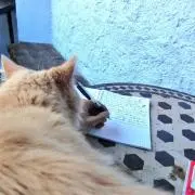 猫ノート