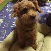 るる