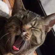 あんこにゃん