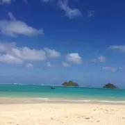 ナツの画像