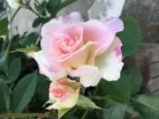 春の笑みの画像