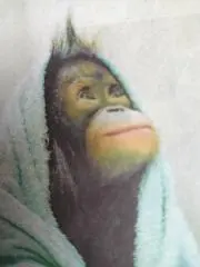 Sakuraの画像
