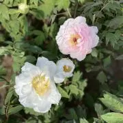ここけん