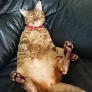 プロフ見てね（＾＾　あい☆キャットすとあの画像