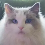 ぽよぽよ