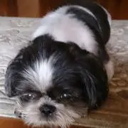 みみたんの画像