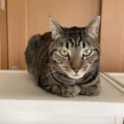 はーちゃんの画像