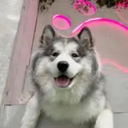 特製ネギ味噌·͜·♡