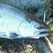 foolfish
