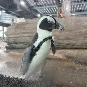 ぺんぎんの画像