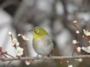 とりっぴいの画像