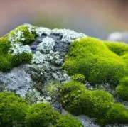苔を愉しむの画像