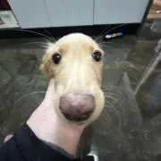 ゆにこーん