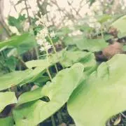 papicoの画像