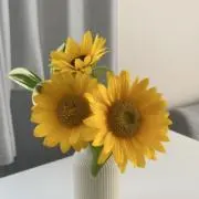 Pinoの画像