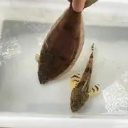 こ