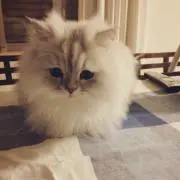 すみれの画像