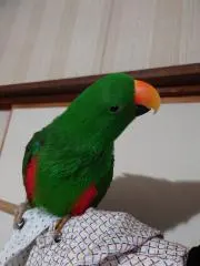山葵の画像