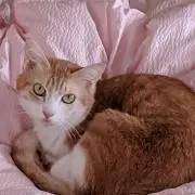 fufuの画像