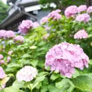 Ms. Cinnamonの画像