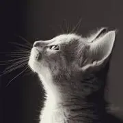 ちびきじ