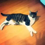ひらっちの画像