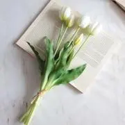 ナミヤの画像