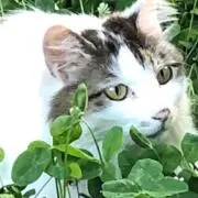 みかんの画像