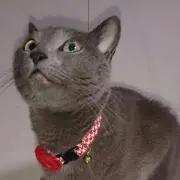 しっぱの画像