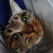 comoの画像