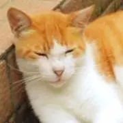 ハトムギの画像