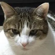 くーやんの画像