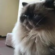 こばとの画像