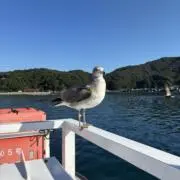 Re 即購入OK！の画像