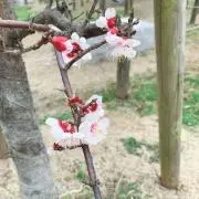 まぁの画像