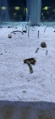 ユキの画像