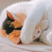 猫子♡♡