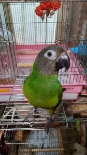 うさぎ☆様専用【タオル生地】バードテントM＊桜文鳥と白文鳥 | Mercari