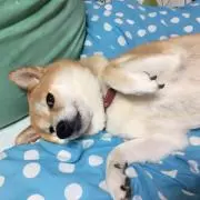 ぽち
