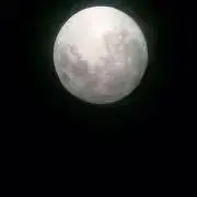 はなこの画像