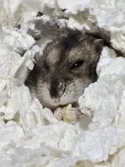 のここの画像