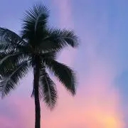 miaの画像