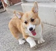 なな