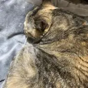 かこの画像